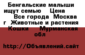 Бенгальские малыши ищут семью) › Цена ­ 5 500 - Все города, Москва г. Животные и растения » Кошки   . Мурманская обл.